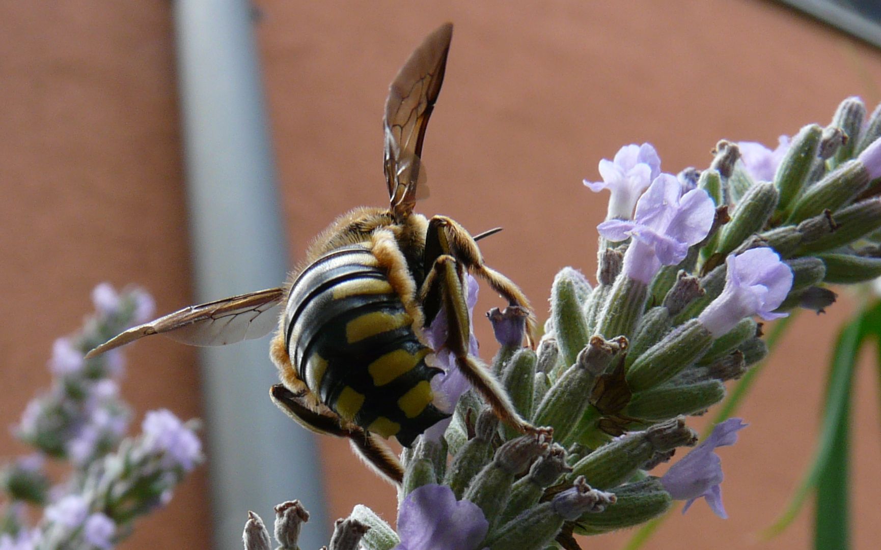 Accoppiamento di Anthidium cfr. florentinum (Apidae Megachilinae)